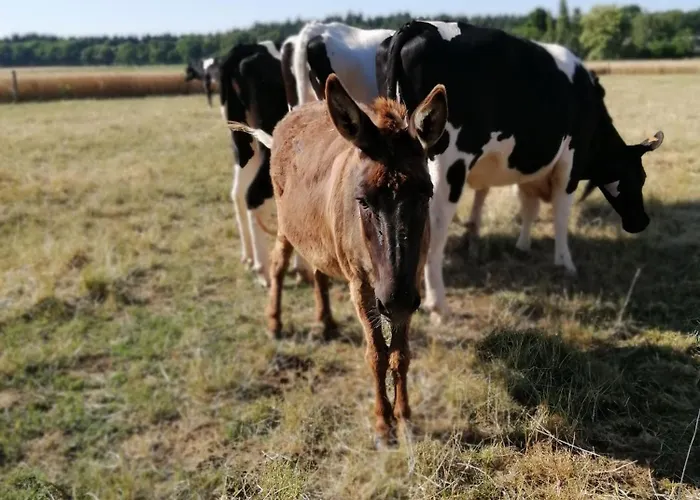 Semesterbostad Le Verger Marigne-Peuton