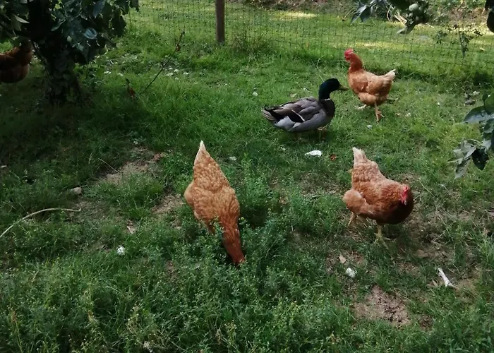 Semesterbostad Le Verger Marigne-Peuton